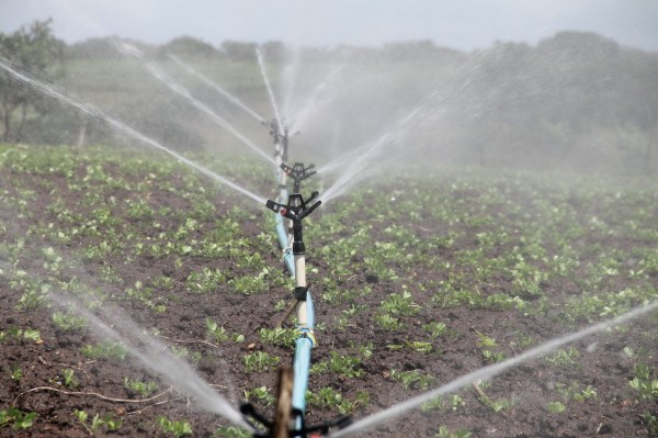 IRRIGAZIONE DI SOCCORSO NEL LOTTO NORD DI ARBOREA - COMUNICATO INTEGRATIVO